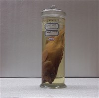 藏品(赤石斑魚)的圖片